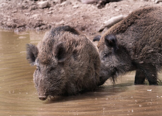 Wildschwein in freier Natur im Fruehling .