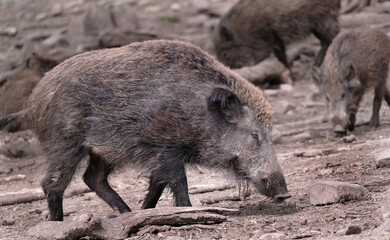 Wildschwein in freier Natur im Fruehling .