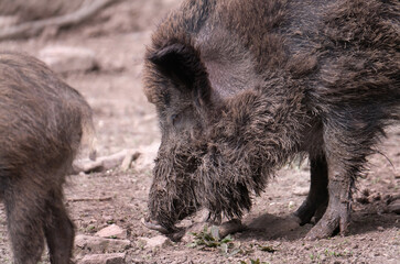 Wildschwein in freier Natur im Fruehling .