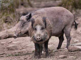 Wildschwein in freier Natur im Fruehling .