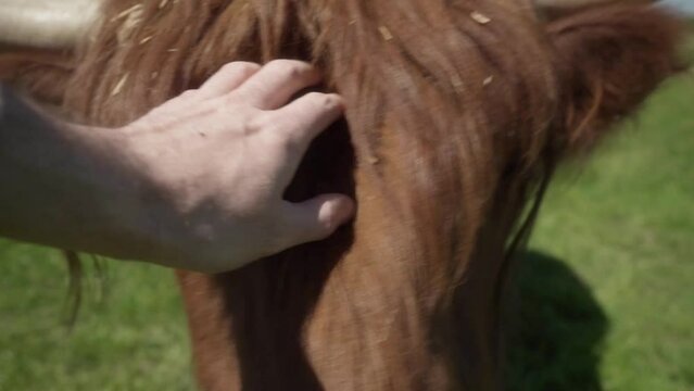 The farmer pats the cow on the head. Cow's muzzle in close-up. The relationship between humans and animals.