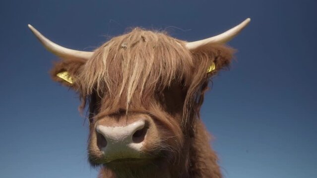 The muzzle and nose of a Highland cow in close-up against a clear blue sky. The cow looks closely at the camera.
