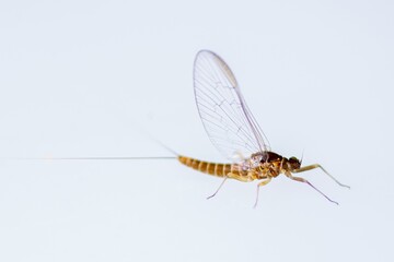 Close-up of a Mayfly, Ephemeroptera on a white background