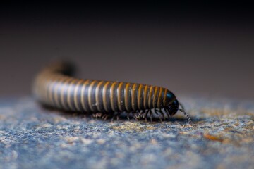 Close-up of a millipede walking
