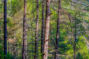 Sunlit green trees in a forest