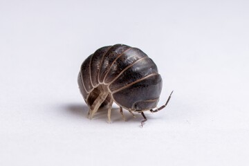 Woodlouse, isopod curled into a ball shape