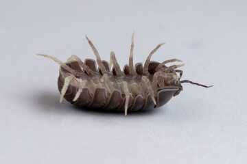 Woodlouse, isopodod upside down on a white background