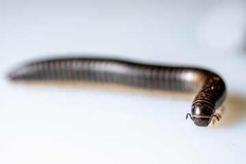 Close-up of a millipede walking