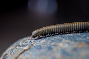 Close-up of a millipede walking