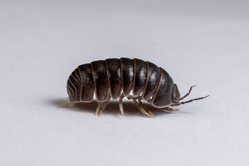 Close-up of a Woodlouse, isopodod walking