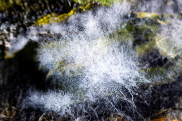 Close-up of fungus growing on spoiled food
