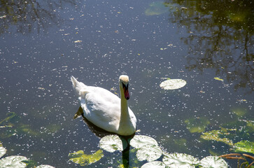 white swan on the lake
