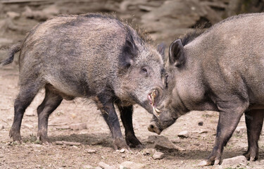 Wildschwein in freier Natur im Fruehling .