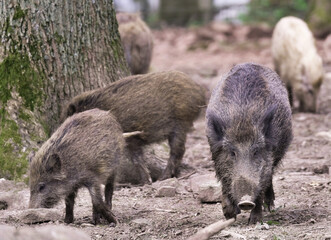 Wildschwein in freier Natur im Fruehling .