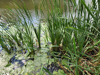 Swamp with water lilies. Pond with marsh plants. River