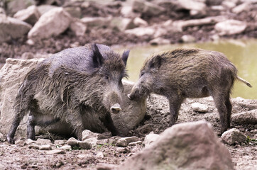 Wildschwein in freier Natur im Fruehling .