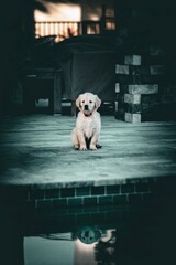 Golden retriever puppy poolsiden