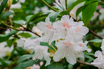 photo of spring flowers in the park