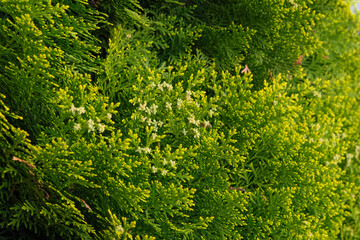 Evergreen tree. Cypress shrub in garden. Green bush. Spring.