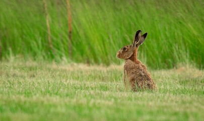 Brown Hare sat upright in a field after spotting me watching
