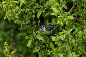 Blue Tit perched among the leaves, foraging for food