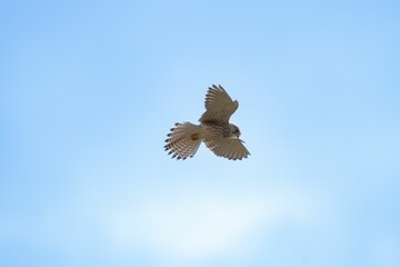 Kestrel hovering in the sky after spotting its prey