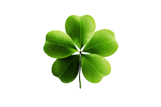 Serendipity - A Rare Four Leaf Clover in a Sea of White on a Clear PNG or White Background.