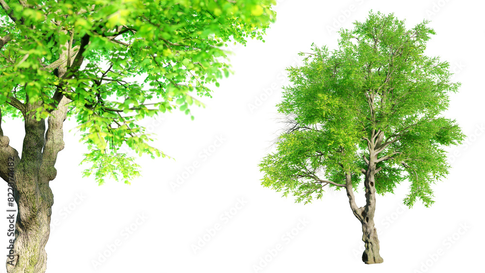 Leinwandbilder oregon ash tree isolated on transparent background with selective focus close-up. 3d render.