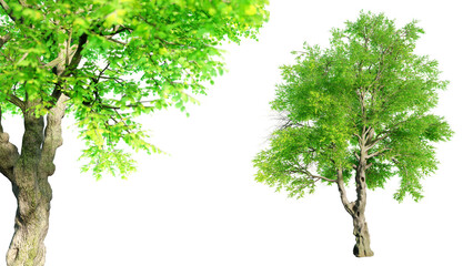 Oregon Ash tree isolated on transparent background with selective focus close-up. 3D render.