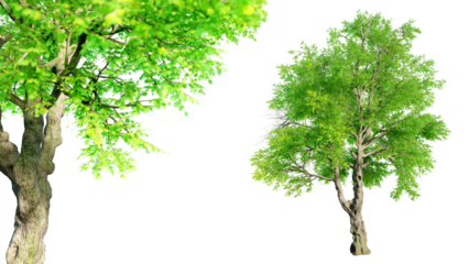 Oregon Ash tree isolated on transparent background with selective focus close-up. 3D render.