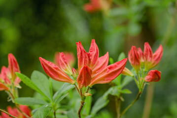 photo of spring flowers in the park
