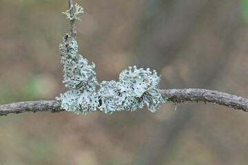 small green lichen on a thin gray tree branch in nature in the forest