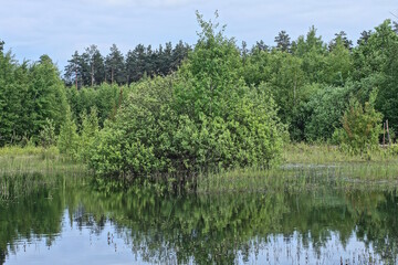 one green bush in the grass on the water of a forest lake against the background of pine trees and the sky