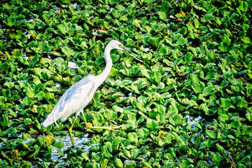 Egret Walking on Water Plants in Central Florida