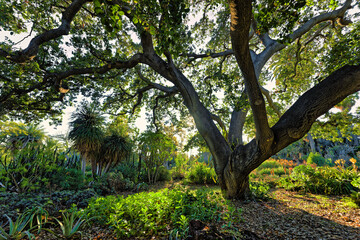 Oak Tree in the Garden