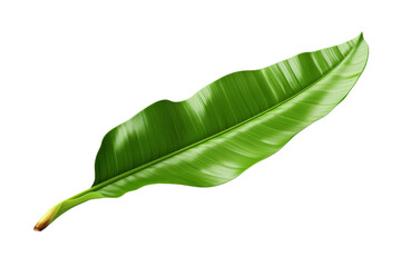 The Verdant Enigma: A Majestic Green Leaf Dancing on a Blank Canvas on a Clear PNG or White Background.