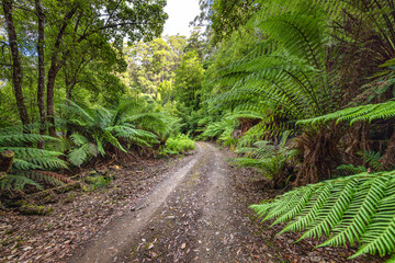 Rainforest lined road through Southwest National Park, Tasmania, Australia.
