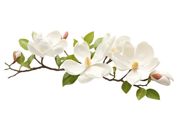 Obraz premium Whispering Harmony: A Branch Dancing With White Blossoms on a Clear PNG or White Background.