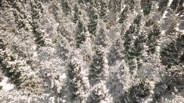 004_Forest_Flying_Winter