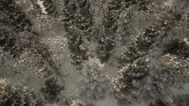 006_Forest_Snow_rotate
