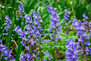 Fototapeta premium photo of spring flowers in the park