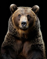 Fototapeta premium the Grizzly Bear , portrait view, white copy space on right Isolated on black background