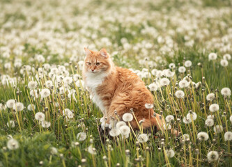 A photo of a fluffy red cat in a field with dandelions.