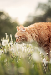 A photo of a fluffy red cat in a field with dandelions.