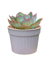 Echeveria succulent houseplant in pot isolated on white background for the small garden and drought tolerant plant
