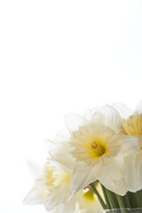 Abstract macro photo of daffodil flower. Yellow daffodil petal close up