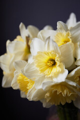 Obraz premium Daffodils bouquet. Spring yellow narcisus flowers in glass vase