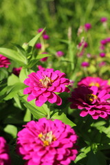pink flowers in the garden