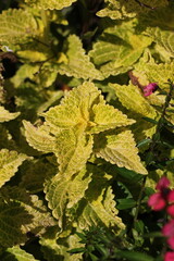 Green coleus plants growing in the garden.