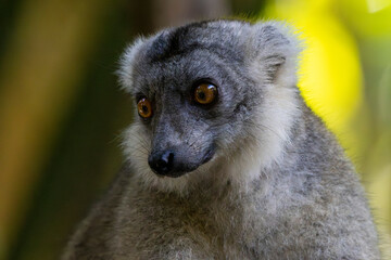 Kopf eines Mongozmakis frontal